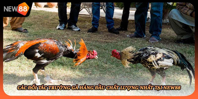 Các đối tác trường gà hàng đầu chất lượng nhất tại New88