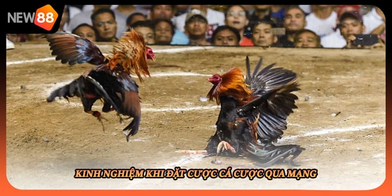 Kinh nghiệm khi đặt cược cá cược qua mạng