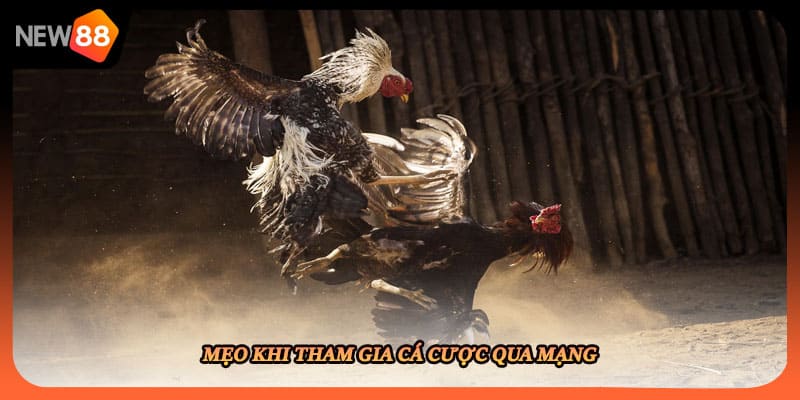 Mẹo khi tham gia cá cược qua mạng